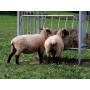 Patura weideruif voor schapen, 373513